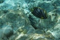 Scrawled butterflyfish Chaetodon meyeri Royalty Free Stock Photo